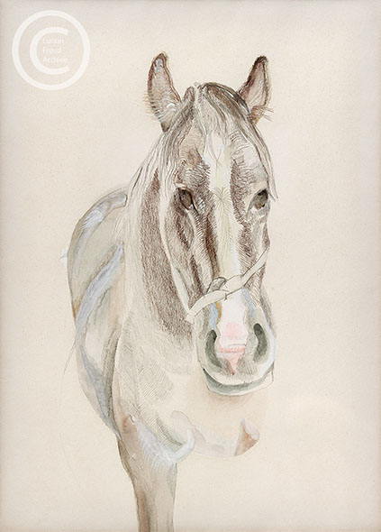 Lucian Freud "A Filly' 1969 Pencil and Watercolour on Paper' 1969 34.5cmx24cm