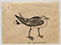 Lucian Freud 'A Peculiar Gull' 1944 Ink on Paper 12.7cmx17cm