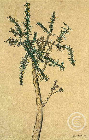 Lucian Freud 'Gorse Sprig' 1944 Conte and Pencil on Paper 45.8cmx30.5cm
