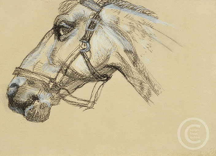 Lucian freud 'Head of Success (ll)' 1983 Charcoal and Crayon on Paper 24.1cmx33.7cm