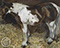 "Mare Eating Hay" 2006 Oil on Canvas 81.3cmx101.6cm