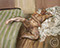 "Nude with Leg Up" 1992 Oil on Canvas 183cmx228.5cm