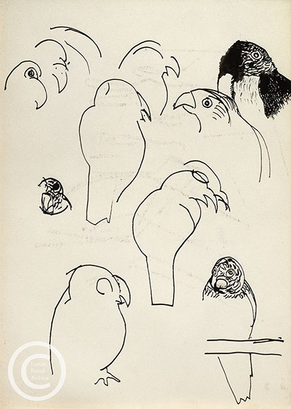 Lucian Freud 'Study for the Birds of Oliver Laronde (1)' 1946 Ink on paper 26cmx18.5cm