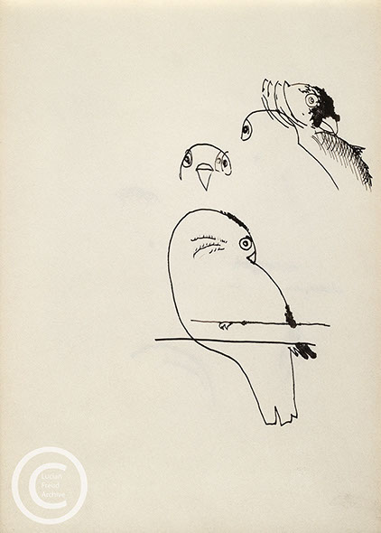 Lucian Freud 'Study for the Birds of Oliver Laronde (2)' Ink on Paper 26cmx18.5cm